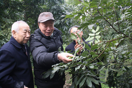 海潮镇：泸县老专家将科技送进农家院坝