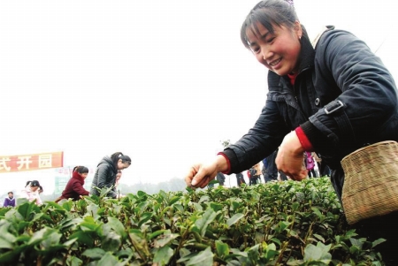 4年翻两番&nbsp;宜宾早茶剑指百亿