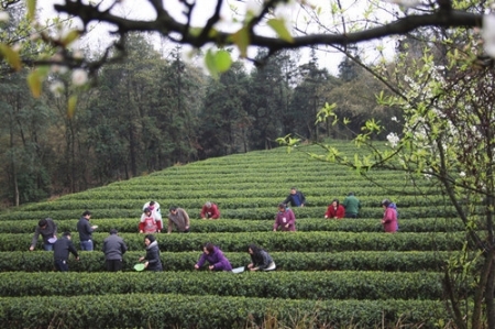 4年翻两番 宜宾早茶剑指百亿(图2) 4年翻两番 宜宾早茶剑指百亿(图2)