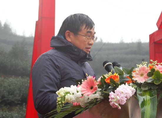 “纳溪特早茶”获国家地标授牌&nbsp;全省唯一(图6)