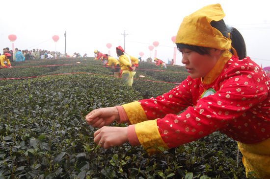 “纳溪特早茶”获国家地标授牌&nbsp;全省唯一(图11)