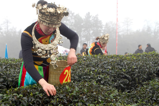 “纳溪特早茶”获国家地标授牌&nbsp;全省唯一(图12)