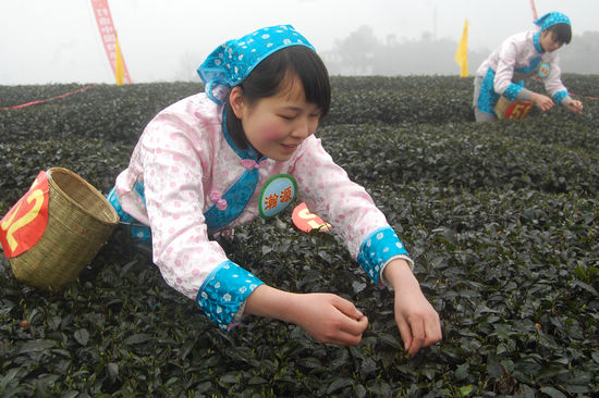 “纳溪特早茶”获国家地标授牌&nbsp;全省唯一(图13)