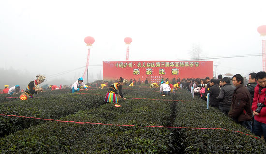 “纳溪特早茶”获国家地标授牌&nbsp;全省唯一(图10)