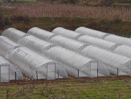 龙山：黄金叶再散诱人清香(图2)