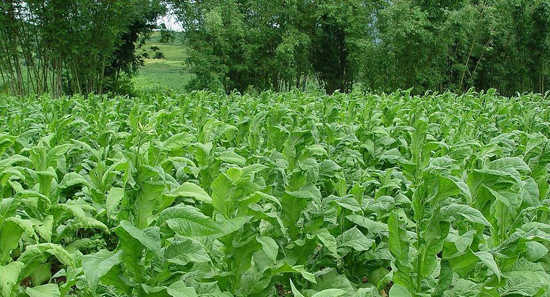 龙山：黄金叶再散诱人清香(图1)