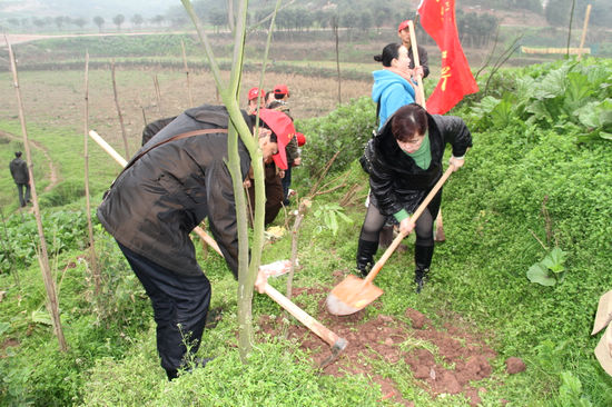 龙马潭区国税局积极开展义务植树活动(图1)