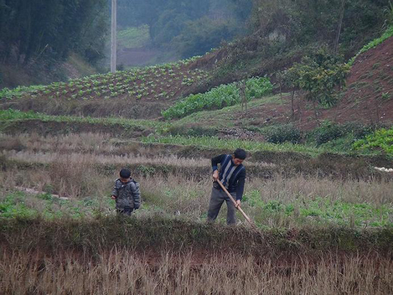 五通镇:抓时机抢栽抢种(图1) 五通镇:抓时机抢栽抢种(图1)