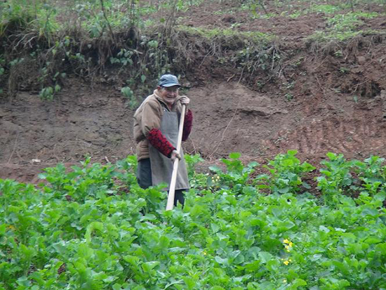 五通镇:抓时机抢栽抢种(图2) 五通镇:抓时机抢栽抢种(图2)