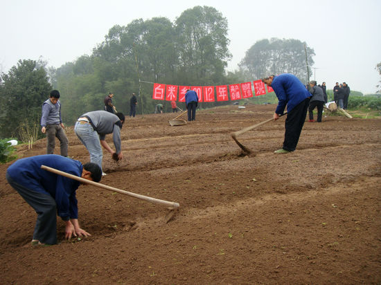 白米乡：万亩粮食基地向旱育秧要增产(图1)