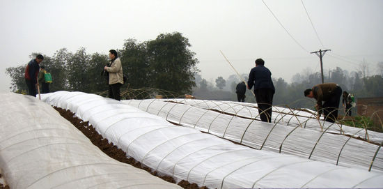 白米乡：万亩粮食基地向旱育秧要增产(图2)