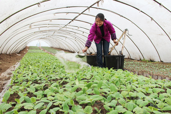 纳溪：春天到&nbsp;菜农忙(图1)