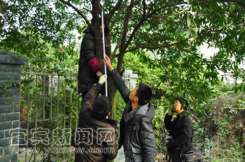 宜宾盐水溪口树林中一女子上吊死亡(图2)