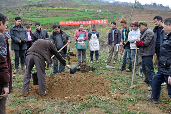 水潦乡:万亩甜橙助彝乡人民致富(图2) 水潦乡:万亩甜橙助彝乡人民致富(图2)