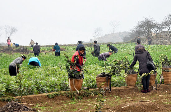 水潦乡:万亩甜橙助彝乡人民致富(图1) 水潦乡:万亩甜橙助彝乡人民致富(图1)