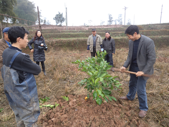 太伏镇：引种日本清见2000株(图1)