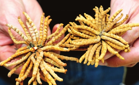 记者暗访调查川内某中药材市场&nbsp;揭秘竹签铁丝假虫草(图2)