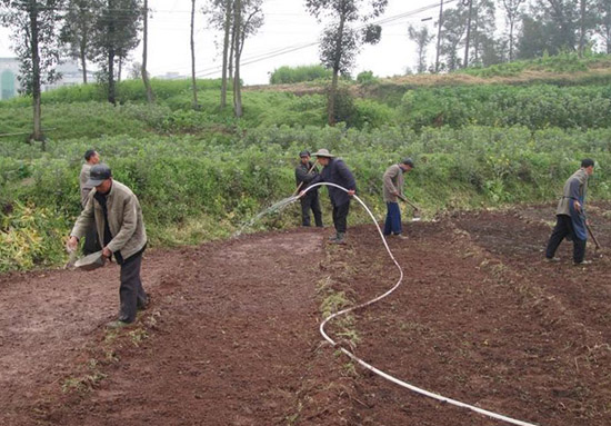 立石镇:旱育秧抗旱攻坚抢生产(图1) 立石镇:旱育秧抗旱攻坚抢生产(图1)