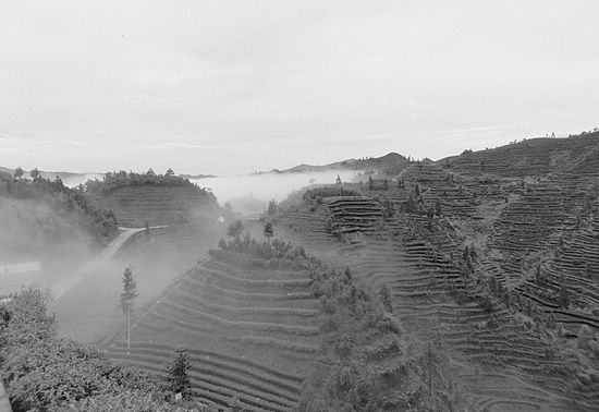 节会为媒&nbsp;川茶打响公共品牌突围战(图1)