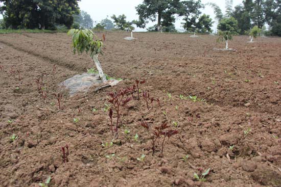 把握机遇抢抓农时&nbsp;合江林下中药材种植全面推进(图1)
