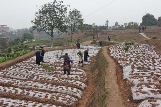 把握机遇抢抓农时&nbsp;合江林下中药材种植全面推进(图3)