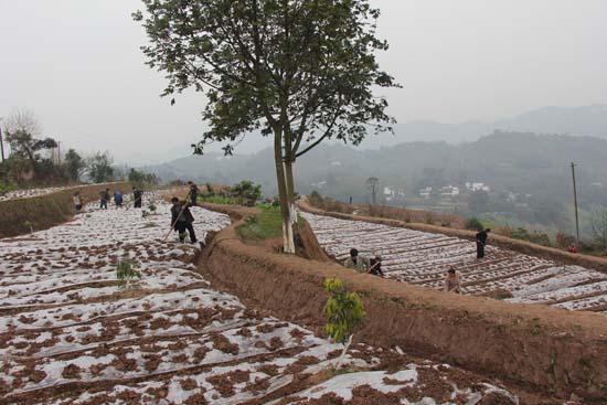 把握机遇抢抓农时&nbsp;合江林下中药材种植全面推进(图2)