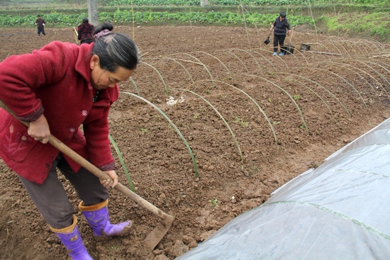 龙车镇：现场指导育苗，为高梁种植户把关(图3)