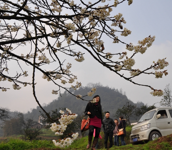 泸州纳溪：春日里&nbsp;郊外赏花踏青去(图3)