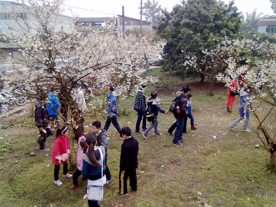 泸州600亩樱花竞相绽放&nbsp;1.5万游客纷至沓来(图3)