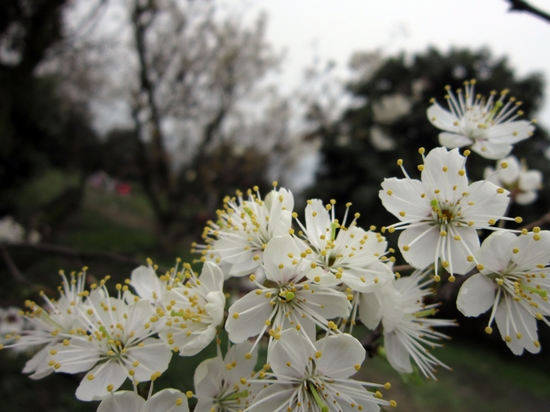 泸州600亩樱花竞相绽放&nbsp;1.5万游客纷至沓来(图4)
