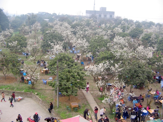 泸州600亩樱花竞相绽放&nbsp;1.5万游客纷至沓来(图2)