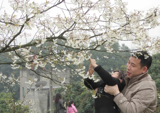 泸州600亩樱花竞相绽放&nbsp;1.5万游客纷至沓来(图1)