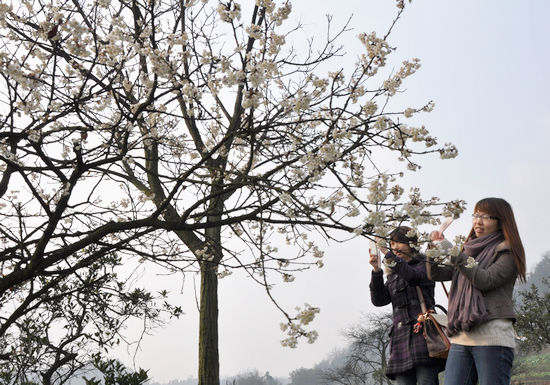 泸州纳溪：春日里&nbsp;郊外赏花踏青去(图2)