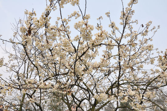 泸州纳溪：春日里&nbsp;郊外赏花踏青去(图1)