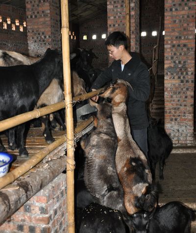 泸州云锦镇：一个90后小伙的“致富经”(图2)