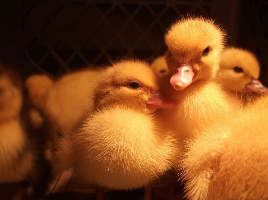 国家地理绝美大片(图15) 国家地理绝美大片(图15)