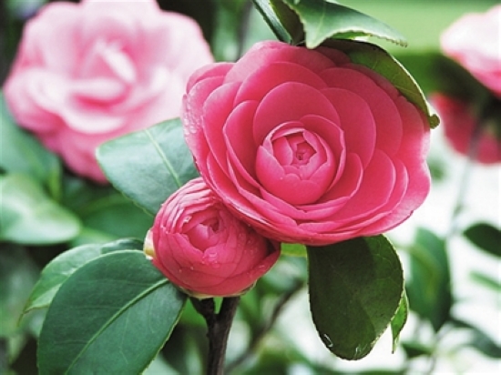 看准花期赏花去&nbsp;错过又要等一年(图1)