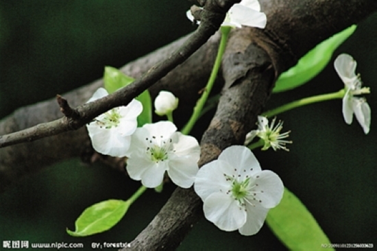 看准花期赏花去&nbsp;错过又要等一年(图4)