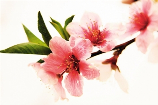 看准花期赏花去&nbsp;错过又要等一年(图3)