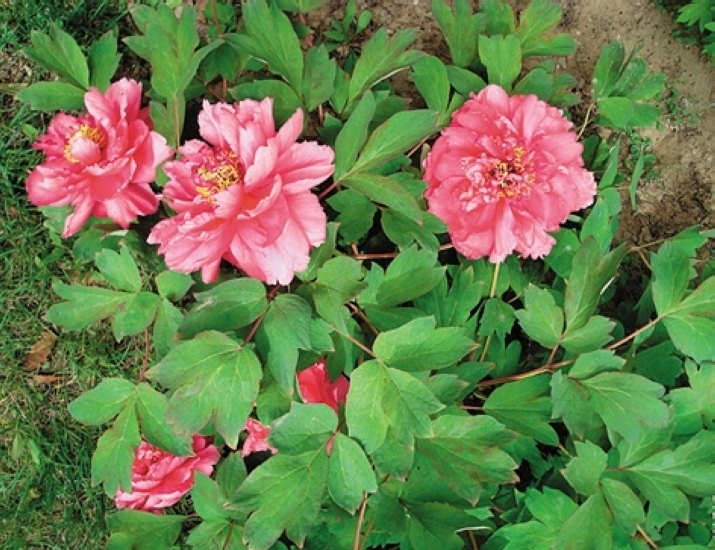 看准花期赏花去&nbsp;错过又要等一年(图2)