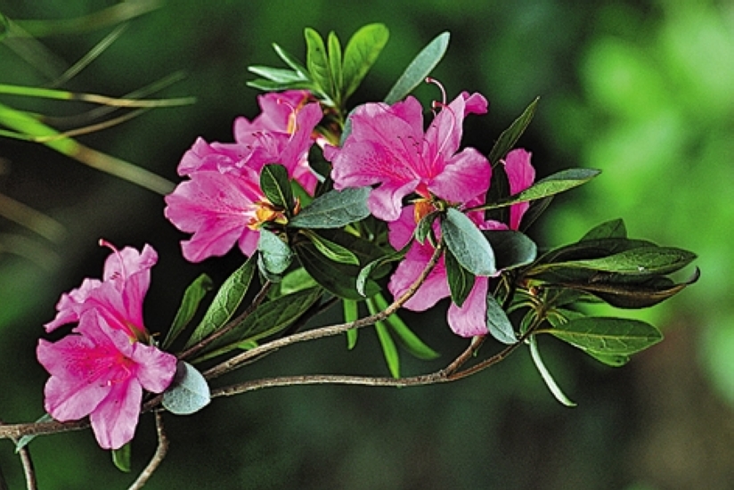 看准花期赏花去&nbsp;错过又要等一年(图5)