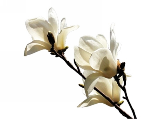 看准花期赏花去&nbsp;错过又要等一年(图8)