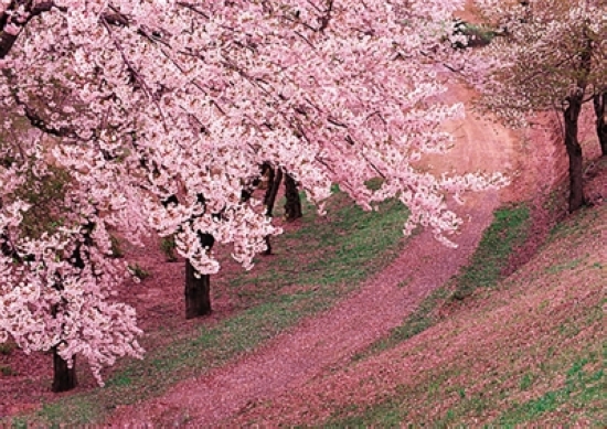看准花期赏花去&nbsp;错过又要等一年(图7)
