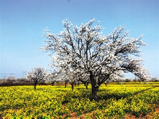 看准花期赏花去&nbsp;错过又要等一年(图6)