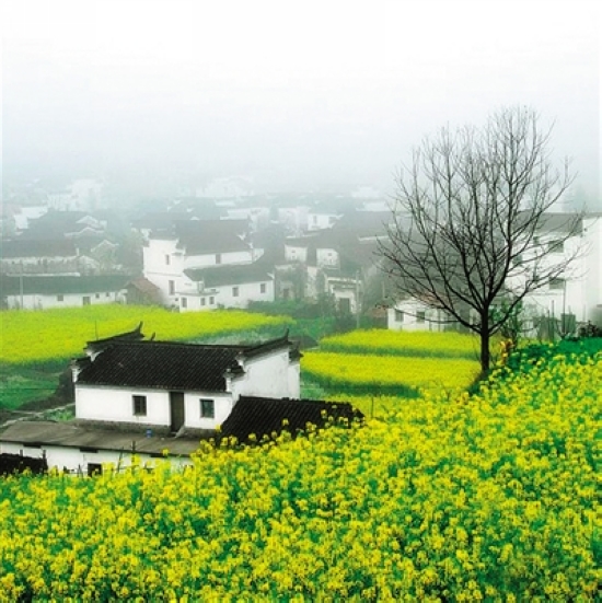 看准花期赏花去&nbsp;错过又要等一年(图9)