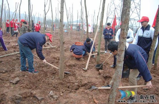 &nbsp;泸州青年掀起植树热(图2)