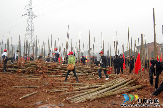&nbsp;泸州青年掀起植树热(图3)