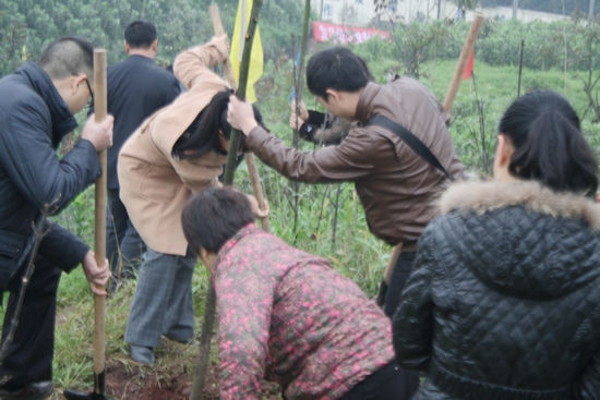 罗汉镇：种下绿树&nbsp;关爱自然(图2)