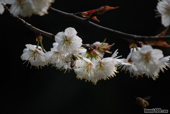 花开人乐蜂蝶忙(图3)