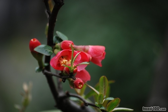 花开人乐蜂蝶忙(图4)